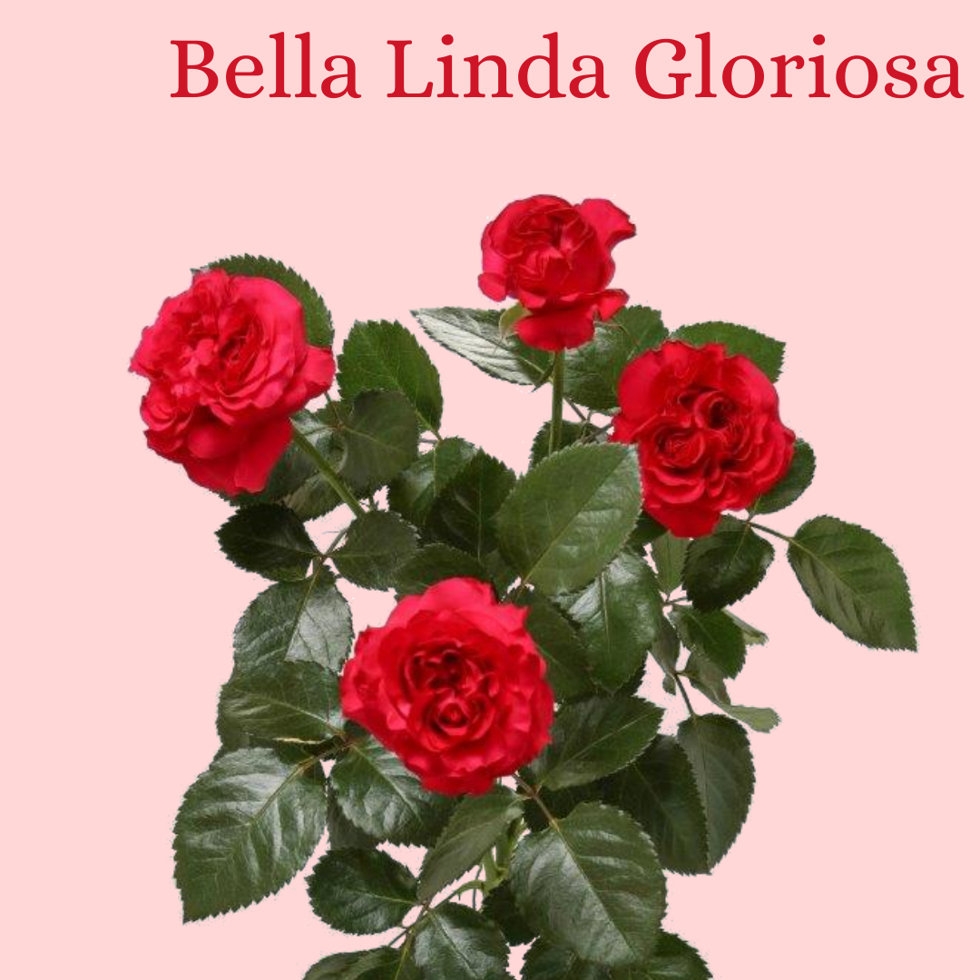ROSE BR. BELLA LINDA GLORIOSA 60